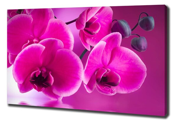 Egyedi vászonkép Orchidea