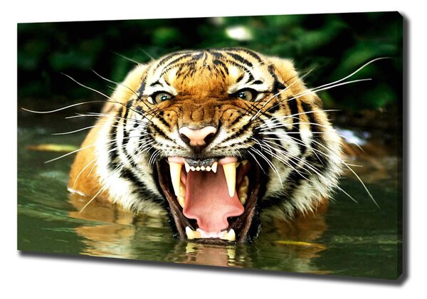 Vászonkép Ordító tigris