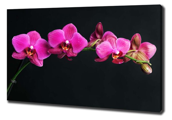 Egyedi vászonkép Orchidea