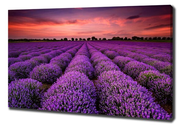 Vászon nyomtatás Levendula mező