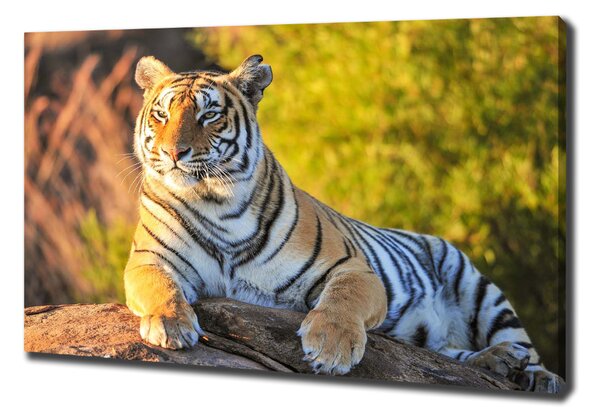 Vászonkép Portré egy tigris
