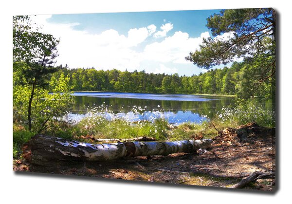 Vászon nyomtatás Erdei panoráma