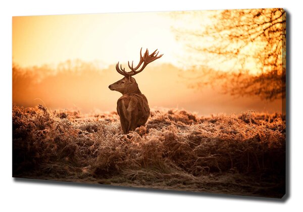 Vászonkép Deer napkelte