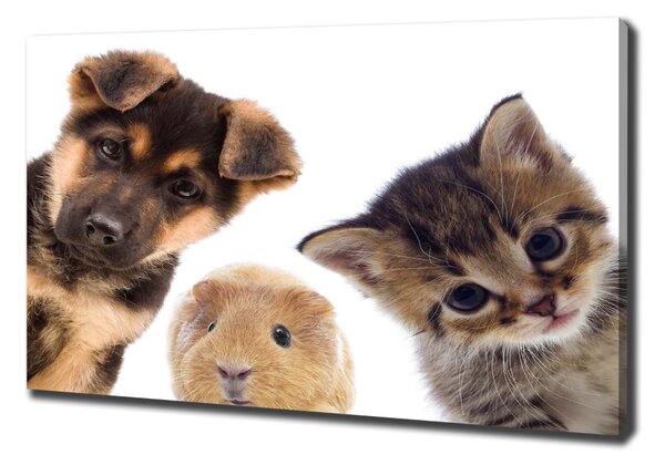 Vászonkép Háziállatok