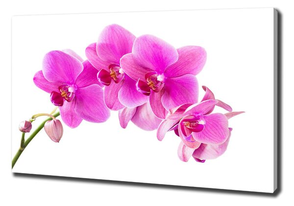 Egyedi vászonkép Rózsaszín orchidea