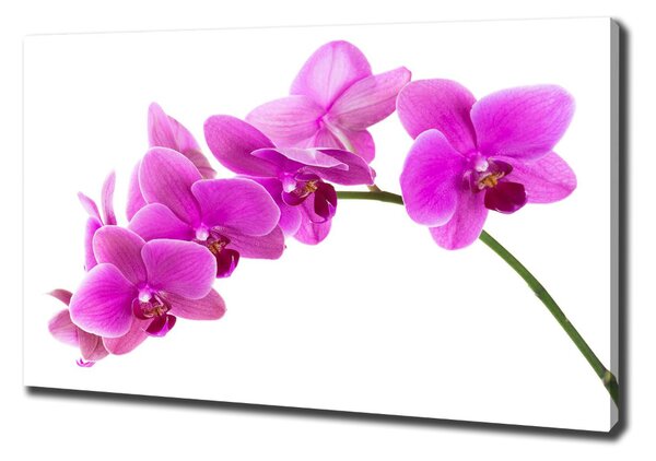 Egyedi vászonkép Rózsaszín orchidea