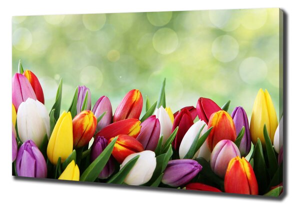 Egyedi vászonkép Színes tulipán