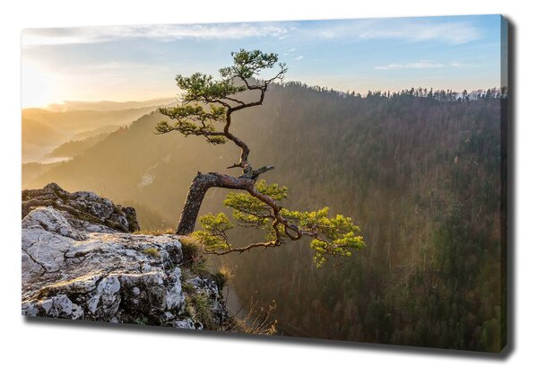 Vászon nyomtatás Pieniny sokolica