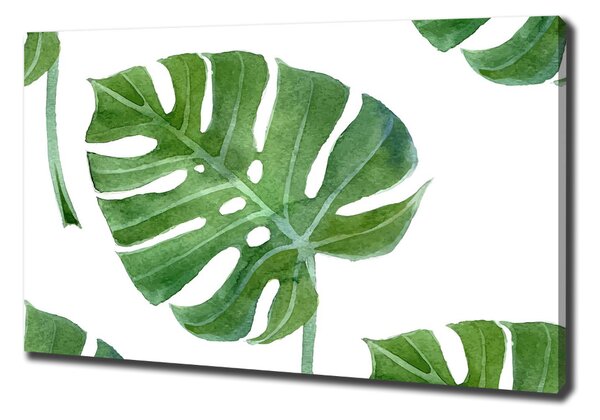 Fali vászonkép Monstera