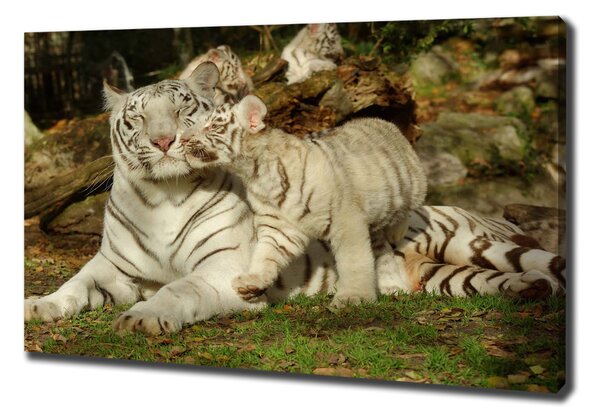 Vászonkép Tigers
