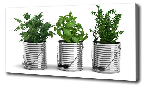 Feszített vászonkép Aromás növények