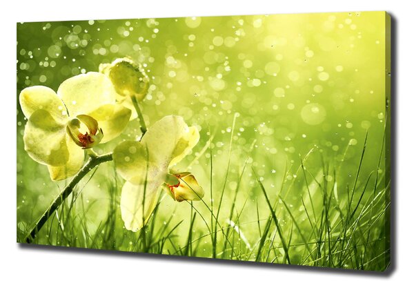 Egyedi vászonkép Orchidea