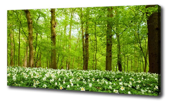 Vászon nyomtatás Virágok az erdőben