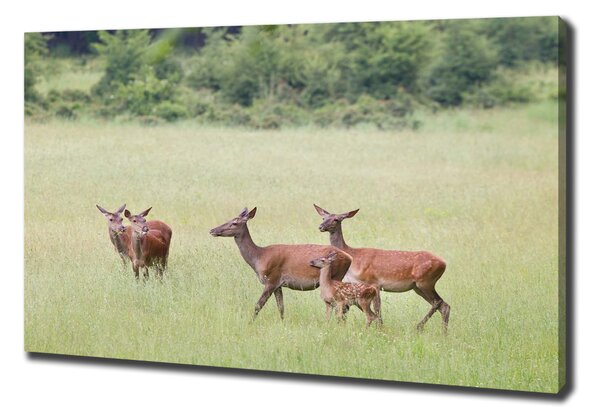 Vászonkép Deer fiatal