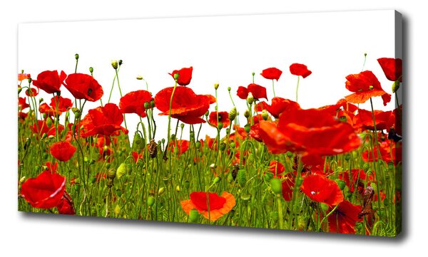 Egyedi vászonkép Vadvirágok pipacsok