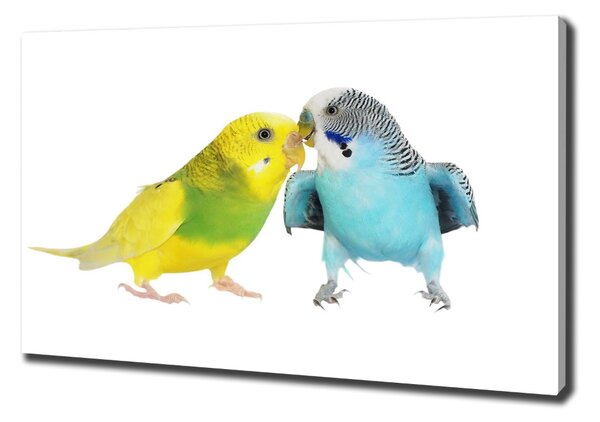 Vászonkép Budgies