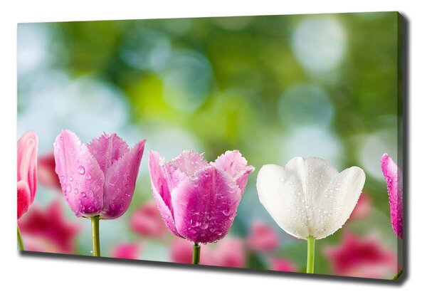 Egyedi vászonkép Tulipán