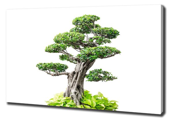 Egyedi vászonkép Bonsai fa