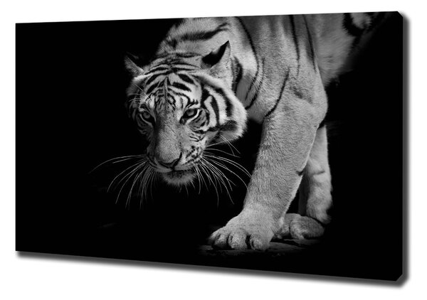 Vászonkép Tigris