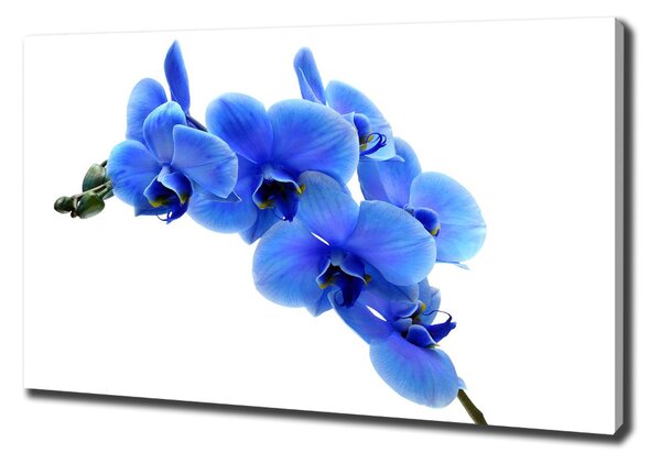 Egyedi vászonkép Kék orchidea