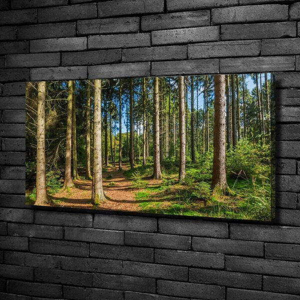 Vászon nyomtatás Panorama erdő