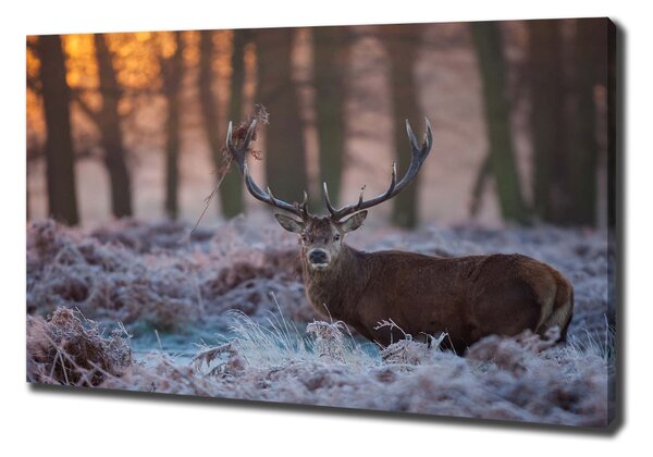 Vászonkép Deer napkelte