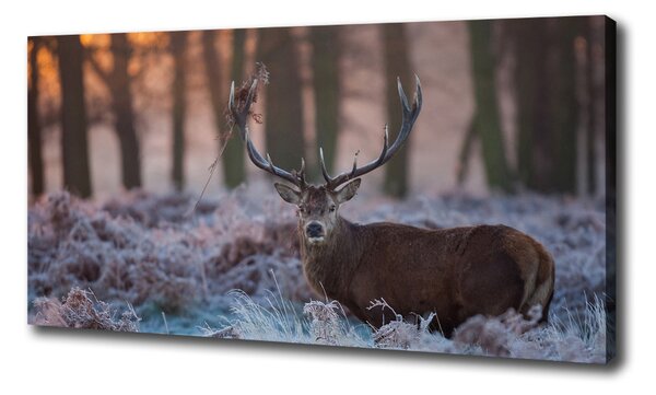 Vászonkép Deer napkelte