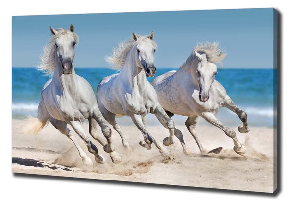 Vászonkép White horse beach