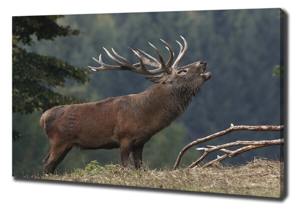 Vászonkép Deer a hegyen