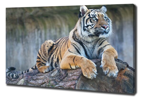 Vászonkép Tigris