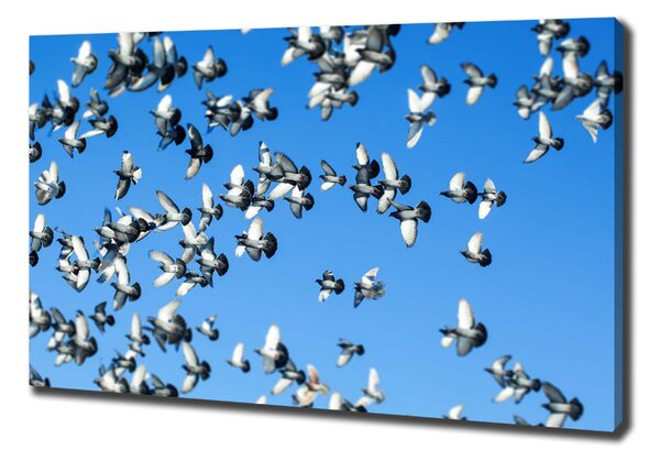 Vászonkép Flock a galambok