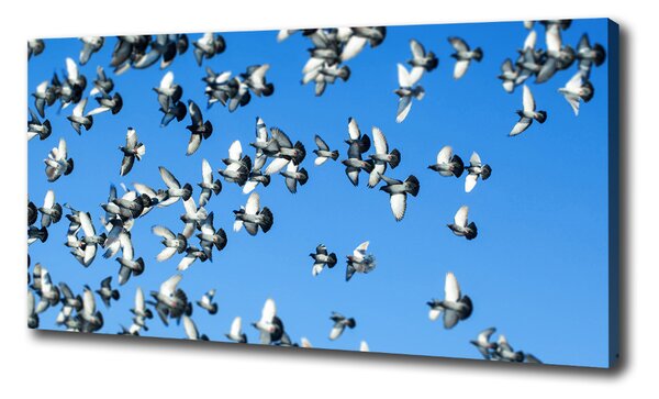 Vászonkép Flock a galambok