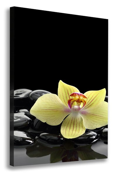 Vászonkép nyomtatás Orchidea és kövek