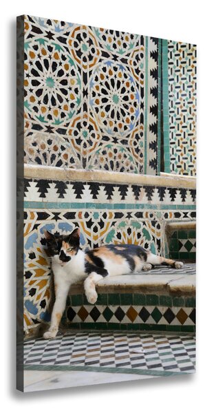Vászonkép Cat marokkóban