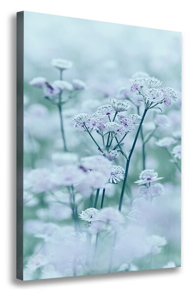Egyedi vászonkép Astrantia