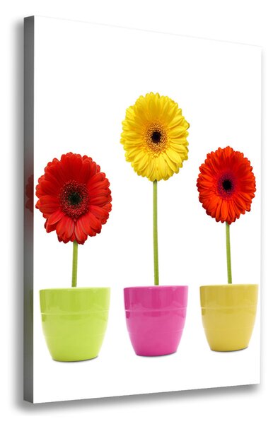 Egyedi vászonkép Színes gerbera
