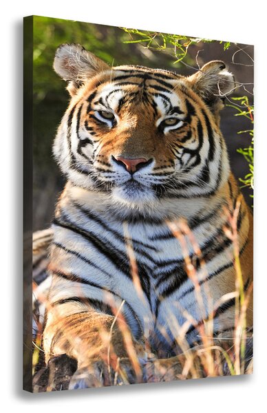 Vászonkép Tigris