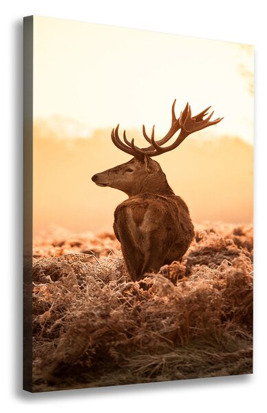 Vászonkép Deer napkelte