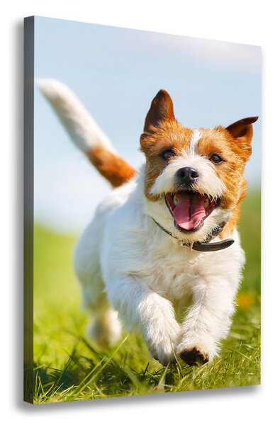 Vászonkép Jack russell kutya