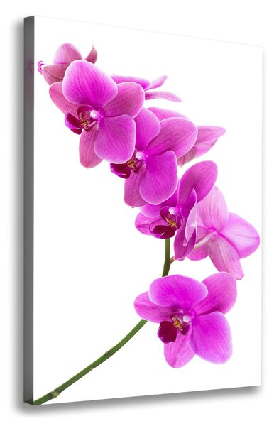 Egyedi vászonkép Rózsaszín orchidea