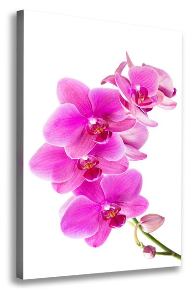 Egyedi vászonkép Rózsaszín orchidea