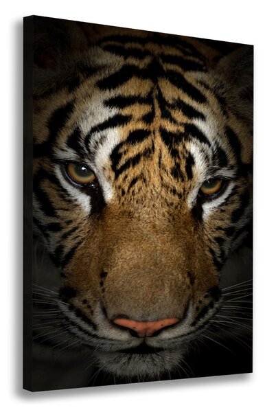 Vászonkép Tigris