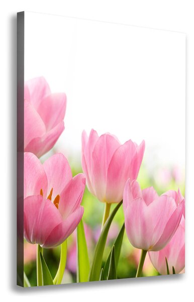 Egyedi vászonkép Rózsaszín tulipánok