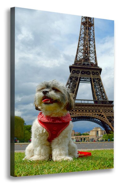 Vászonkép Dog in paris