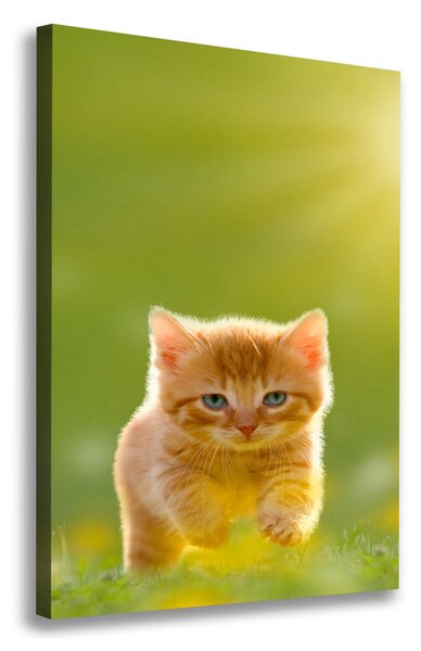 Vászonkép Red cat