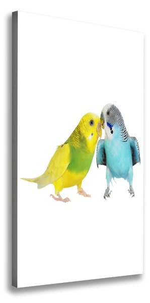 Vászonkép Budgies