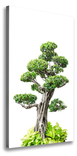 Egyedi vászonkép Bonsai fa