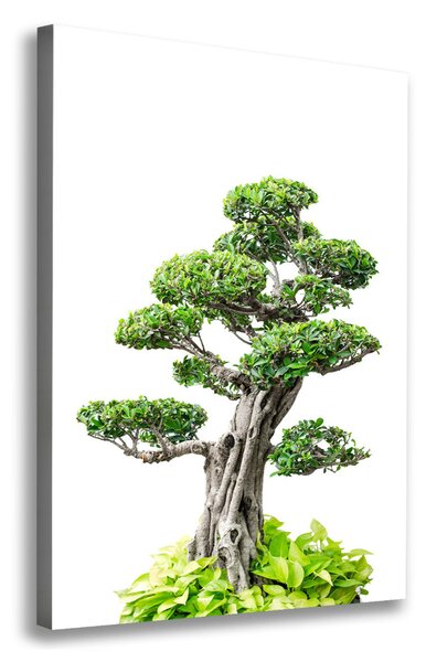 Egyedi vászonkép Bonsai fa