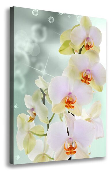 Egyedi vászonkép Orchidea
