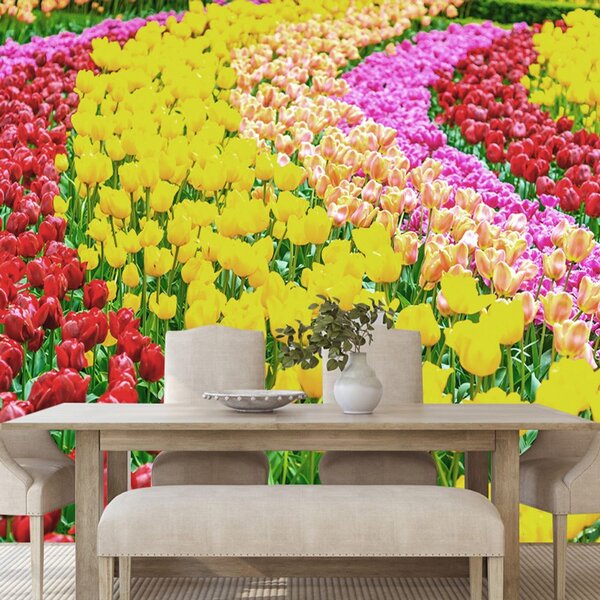 Fotótapéta tulipán gyönyörűség